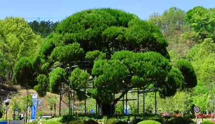 교목 - 향나무